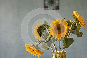 Bouquet of sunflowers with blue textured wall background