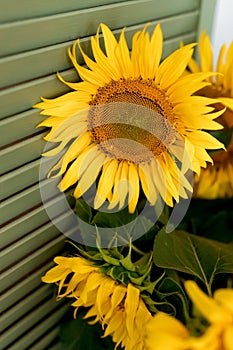 A bouquet of sunflowers stand on a white table in a bright kitchen.