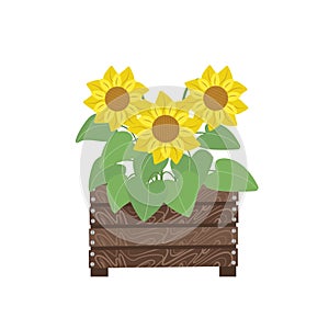 Bouquet of sunflowers in wooden box, autumn flowers. Illustration in flat style, isolated