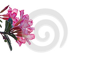 A bouquet of sweet pink adenium flower blossom on white isolated background for green foliage backdrop