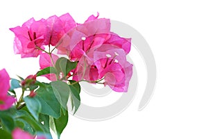 A bouquet of sweet pink Bougainvillea  flower blossom with green leaves on white isolated background