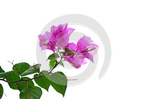 A bouquet of sweet pink Bougainvillea  flower blossom with green leaves on white isolated background