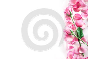 a bouquet sweet pink roses petal on soft white silk fabric ,