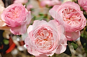 A bouquet sweet soft light Alnwick roses blossom with warm light in the room