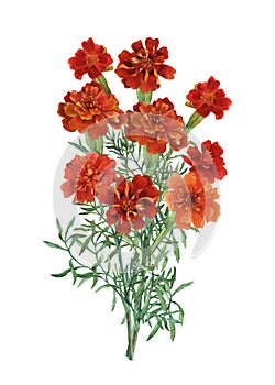Bouquet of Tagetes patula, the French marigold. photo