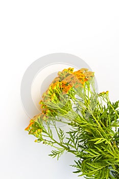 Bouquet of tansy wild summer flowers