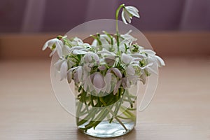 Bouquet of tender snowdrops