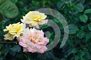 Bouquet of three beautiful, delicate pink and yellow roses flowers against a blurred background of dark green leaves in the garden