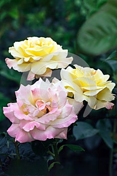 Bouquet of three beautiful pink and yellow roses flowers against a blurred background of dark green leaves in the garden