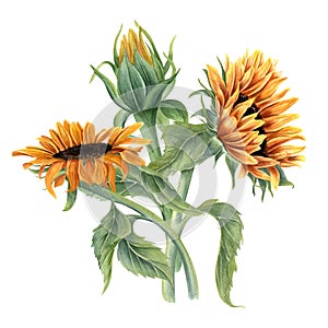 Bouquet with three beautiful sunflowers. Yellow orange summer flowers on stem with leaves. Flower head, bud. Field