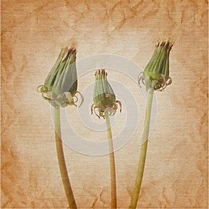 Bouquet of three closed dandelion flowers in rerto art background