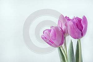 A bouquet of three crimson tulips with drops on the petals.