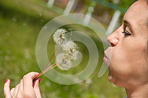 Bouquet of three dandelions