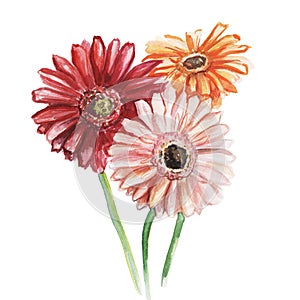 Bouquet of three gerberas-orange, pink and red. Watercolor sketch. Isolated on white background.