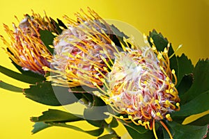 Bouquet of three Leucospermum flowers Leucospermum cordifolium with green leaves on a yellow background