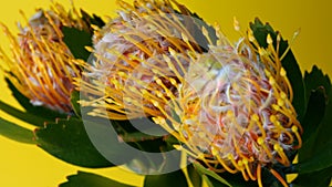 Bouquet of three Leucospermum flowers Leucospermum cordifolium with green leaves on a yellow background. Swinging in