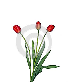 Bouquet of three red tulips