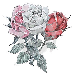 A bouquet of three roses, pink, white and red. Watercolor on white background