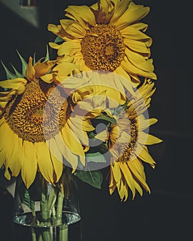 Bouquet of three sunflowers in a glass vase. Early in the morning. Light from the window.