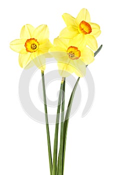 Bouquet of three yellow narcissus flowers with green leaves, white background