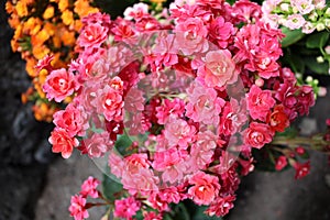 Bouquet of tiny flowers of the kalanchoe plant
