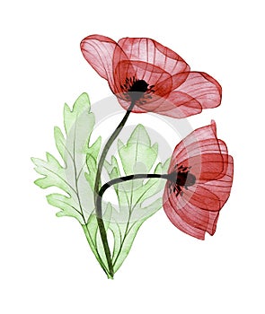 bouquet with transparent flowers. composition of red poppies and green leaves isolated on white background.