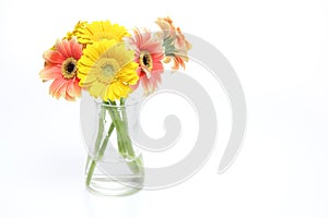 Bouquet of Transvaal daisy in a glass vase