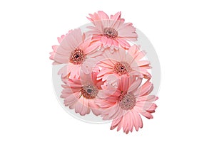 Bouquet of transvaal daisy in a white background