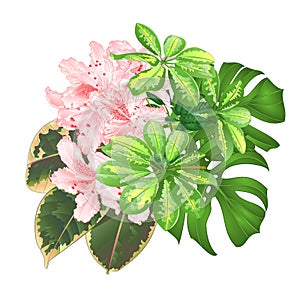 Bouquet with tropical flowers floral arrangement, with beautiful light pink rhododendron , Schefflera ,philodendron and ficus natu
