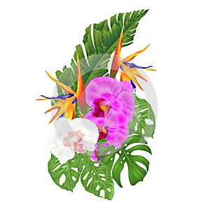 Bouquet with tropical flowers Strelitzia reginae white and purple orchid Phalaenopsis palm monstera leaf banana vintage vector