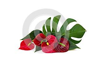 Bouquet of tropical red flowers as heart and leaves Anthurium tailflower, flamingo flower, laceleaf, leaf Monstera on a white