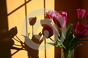 Bouquet of tulip flowers with shadow