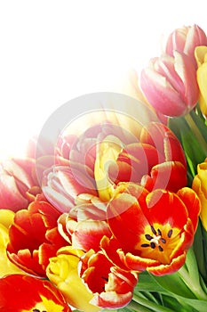 Bouquet of tulips