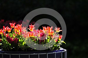 Bouquet of tulips