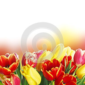 Bouquet of tulips