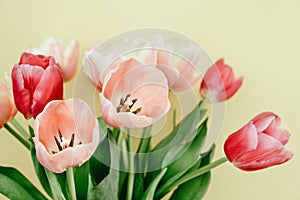 Bouquet of tulips. Beautiful flowers on a pink background