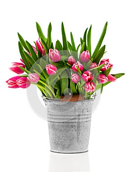 Bouquet of tulips in an bucket