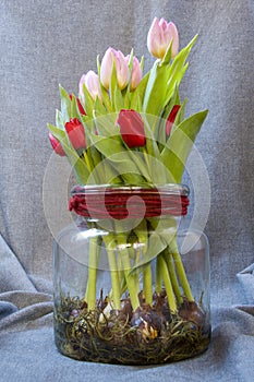 Bouquet of tulips bulbs in hydroculture