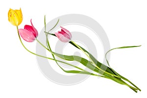 Bouquet of the tulips flowers, easter colors, isolated