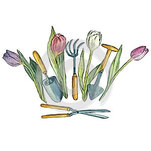 Bouquet of tulips with garden tools. Watercolor illustration.