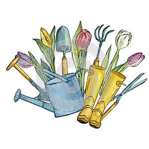 Bouquet of tulips with gardening tools and yellow rubber boots. Watercolor illustration.