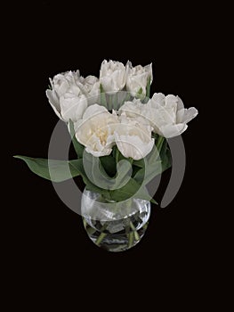 Bouquet of tulips in a glass vase. Spring white flowers isolated on black. White tulips on a dark background