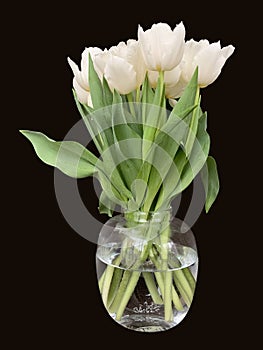 Bouquet of tulips in a glass vase. Spring white flowers isolated on black. White tulips on a dark background