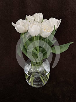 Bouquet of tulips in a glass vase. Spring white flowers isolated on brown. White tulips on a dark background