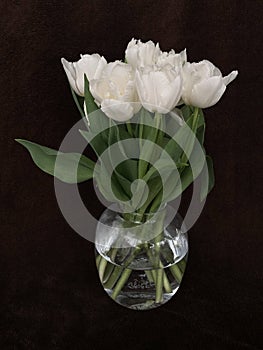 Bouquet of tulips in a glass vase. Spring white flowers isolated on brown. White tulips on a dark background