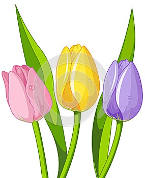 Bouquet of Tulips photo