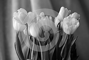 Bouquet of tulips lit with daylight. Black and white