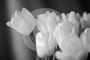 Bouquet of tulips lit with daylight. Black and white