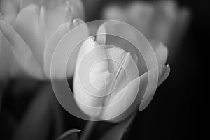 Bouquet of tulips lit with daylight. Black and white