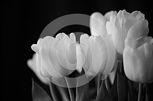 Bouquet of tulips lit with daylight. Black and white